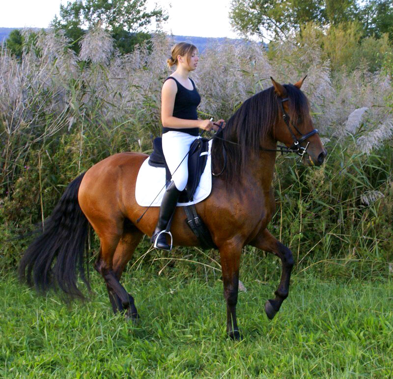 Aurea