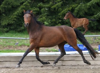 Aurea