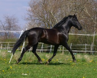 Kalimohco