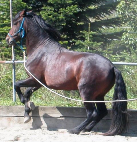 Nobilis